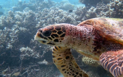 Zheng, hawksbill turtle Zheng, hawksbill turtle Maldives