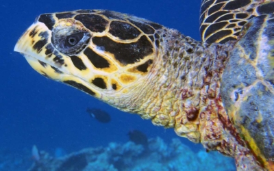 Lexa, hawksbill turtle Lexa, hawksbill turtle Maldives