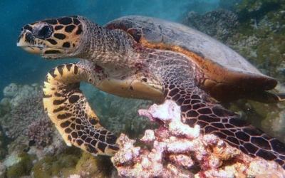 Monty, hawksbill turtle Monty, hawksbill turtle Maldives