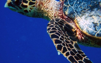 Tortina, hawksbill turtle Tortina, hawksbill turtle Maldives