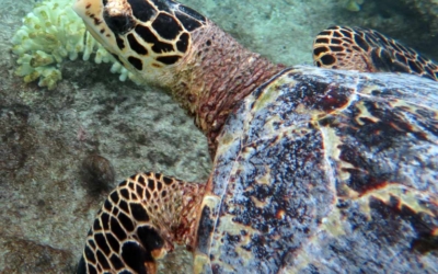 Eliana, hawksbill turtle Eliana, hawksbill turtle Maldives