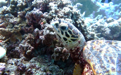 Keno, hawksbill turtle Keno, hawksbill turtle Maldives