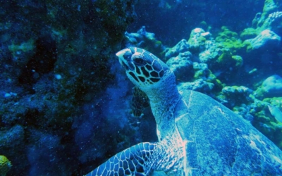 Crush, hawksbill turtle Crush, hawksbill turtle Maldives