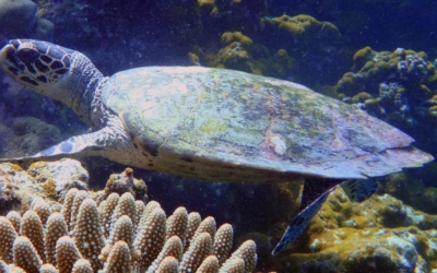 Junior, hawksbill turtle Junior, hawksbill turtle Maldives