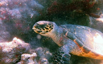 Karumbas, hawksbill turtle Karumbas, hawksbill turtle Maldives