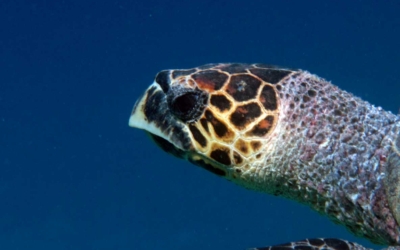 Reina, Hawksbill turtle Reina, Hawksbill turtle Maldives