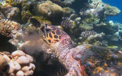 Samha, hawksbill turtle Samha, hawksbill turtle Maldives