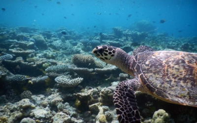 SkATheo, hawksbill turtle SkATheo, hawksbill turtle Maldives