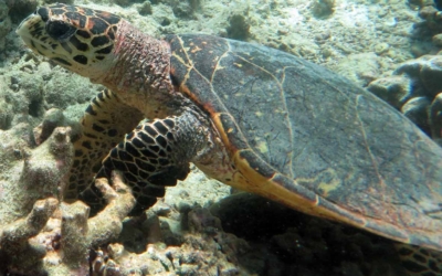 Pinkie, hawksbill turtle Pinkie, hawksbill turtle Maldives