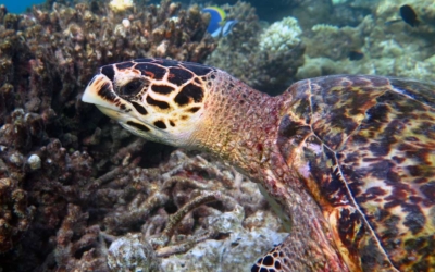 Galileo, hawksbill turtle Galileo, hawksbill turtle Maldives