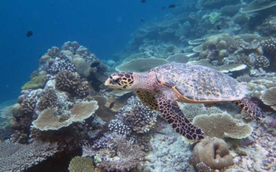 Euan, hawksbill turtle Euan, hawksbill turtle Maldives