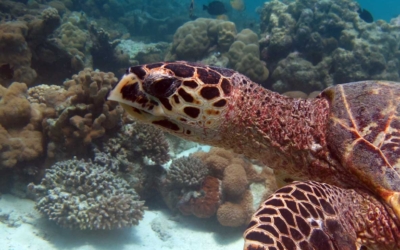 Cira Wild, hawksbill turtle Cira Wild, hawksbill turtle