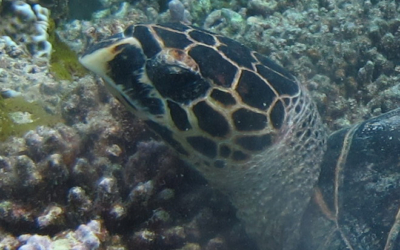 Sofia, hawksbill turtle Sofia, hawksbill turtle Maldives