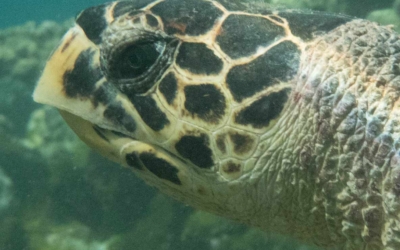 Solene, hawksbill turtle Solene, hawksbill turtle Maldives