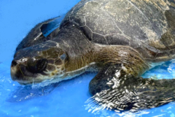 Click to adopt Aamal Turtle patient Aamal in her tank at the Rescue Centre. Image.