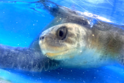 Click to adopt Alanaasi Adopt turtle patient Alanaasi. Image.