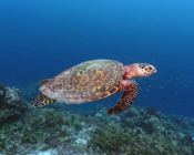 Hawksbill turtle swimming in the blue over reef, Gaakoshibee, Shaviyani Atoll, Maldives. Image.