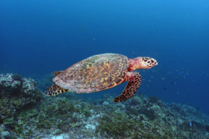 Alex, hawksbill, adopted by Nicholas Ottochian Hawksbill turtle swimming in the blue over reef, Gaakoshibee, Shaviyani Atoll, Maldives. Image.