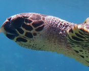 Hawksbill, Makunudhoo West, North Malé Atoll, Maldives. Image.