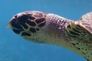 Alice, hawksbill, adopted by Jenny Jagodzinski. Hawksbill, Makunudhoo West, North Malé Atoll, Maldives. Image.