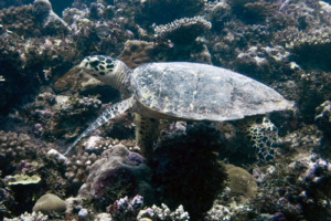 Amber, hawksbill, adopted by Ewa & Michal. Hawksbill on the reef, Fushi Kandu, Laamu Atoll, Maldives. Image.