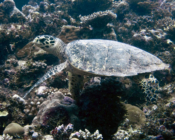 Hawksbill on the reef, Fushi Kandu, Laamu Atoll, Maldives. Image.