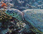 Hawksbill turtle, Muthaafushi, Baa Atoll, Maldives. Image.