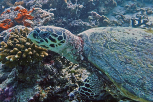 Amy, hawksbill, adopted for Caroline by Heike Hawksbill turtle, Muthaafushi, Baa Atoll, Maldives. Image.