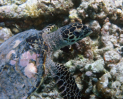 Hawksbill turtle on coral reef in the Maldives. Image.