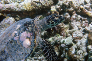 Ashleigh, hawksbill, adopted for Ashleigh Hawksbill turtle on coral reef in the Maldives. Image.