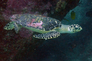 Babs, hawksbill, adopted for Bärbel Jänike by Viviane Wiedecke Hawksbill turtle, Kuredu House Reef, Lhaviyani Atoll, Maldives. Image.