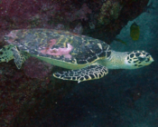 Hawksbill turtle, Kuredu House Reef, Lhaviyani Atoll, Maldives. Image.