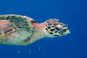 Babybell, hawksbill, adopted Right profile of hawksbill turtle swimming in the blue, Filitheyo House Reef, Faafu Atoll, Maldives. Image.