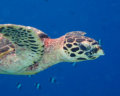 Right profile of hawksbill turtle swimming in the blue, Filitheyo House Reef, Faafu Atoll, Maldives. Image.