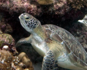 Green turtle, Medhufaru, Noonu Atoll, Maldives. Image.