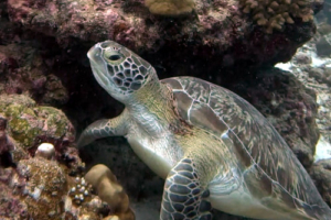 Badhi, green turtle, adopted by Noonu Kendhikulhudhoo Green turtle, Medhufaru, Noonu Atoll, Maldives. Image.