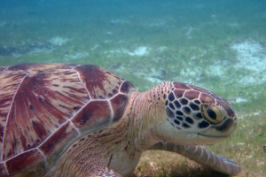 Berni 66, green turtle, adopted by Bernadette Helin Green turtle, Kuredu Lagoon, Lhaviyano Atoll, Maldives. Image.