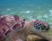 Green turtle, Kuredu Lagoon, Lhaviyano Atoll, Maldives. Image.