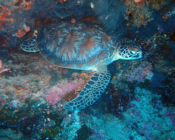 Green turtle, Kuredy Caves, Lhaviyani Atoll, Maldives. Image.
