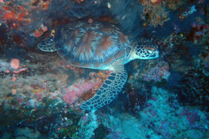 Berry, green turtle, adopted by Jack & Holly Green turtle, Kuredy Caves, Lhaviyani Atoll, Maldives. Image.