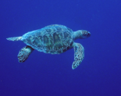 Green turtle swimming in the blue, Lhaviyani Atoll, Maldives. Image.