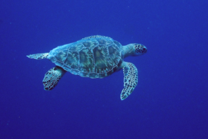 Boo Boo, green turtle, adopted by Chris & James Shand Green turtle swimming in the blue, Lhaviyani Atoll, Maldives. Image.
