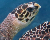 Hawksbill turtle, Bodu Hiti, North Malé Atoll, Maldives. Image.