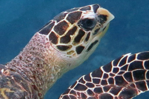 Brett, hawksbill, adopted by Mislav & Rea. Hawksbill turtle, Bodu Hiti, North Malé Atoll, Maldives. Image.