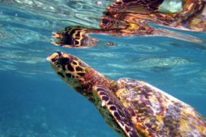 Button, hawksbill, adopted Hawksbill turtle swimming up to breathe, Dreamland House Reef, Baa Atoll, Maldives. Image.
