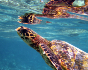 Hawksbill turtle swimming up to breathe, Dreamland House Reef, Baa Atoll, Maldives. Image.