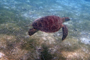 Cardy T, green turtle, adopted Alex, Amber, Darcy Martha & Milly Green turtle, Kuredu Lagoon, Lhaviyani Atoll, Maldives. Image.