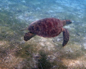 Green turtle, Kuredu Lagoon, Lhaviyani Atoll, Maldives. Image.