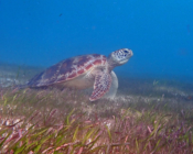 Green turtle on sea grass bed, Dhuni Kolhu House Reef, Baa Atoll, Maldives. Image.