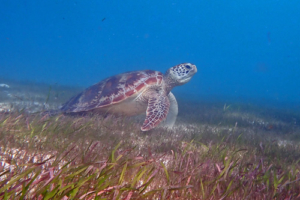 Cassandra, green turtle, adopted for Helena & Emilia by Astrid Wies Green turtle on sea grass bed, Dhuni Kolhu House Reef, Baa Atoll, Maldives. Image.